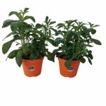 piantine-di-stevia-2-piante-in-vaso-cm-14-dolcificante-naturale