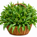 piantine-di-friarielli-a-foglia-dulivo-lengue-e-cane-25-piantine