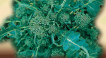 broccolo-di-natale-di-sarno-10-piantine