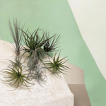 tillandsia-pianta-dellaria