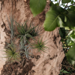 tillandsia-pianta-dellaria
