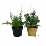 piantine-di-asparago-sprengeri-asparagus-sprengeri-2-piante-in-vaso-cm-12