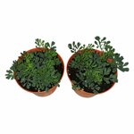 piantine-di-ruta-2-piante-in-vaso-cm-12