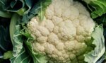 cavolfiore-bianco-di-natale-10-piantine