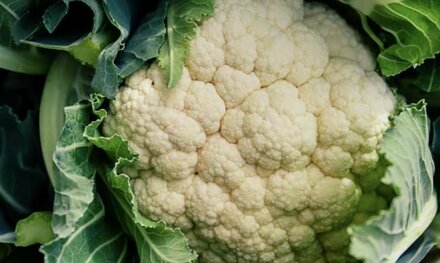 cavolfiore bianco.jpeg cavolfiore bianco.jpeg