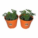 piantine-di-ruta-2-piante-in-vaso-cm-12