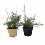 piantine-di-asparago-sprengeri-asparagus-sprengeri-2-piante-in-vaso-cm-12