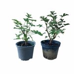 piantine-di-malvarosa-2-piante-in-vaso-cm-12