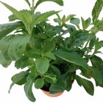 piantine-di-stevia-2-piante-in-vaso-cm-14-dolcificante-naturale