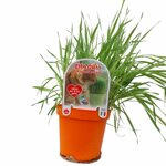 piantine-di-erba-gatto-2-piante-in-vaso-cm-14-naturali-e-pronte-alluso