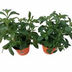 piantine-di-stevia-2-piante-in-vaso-cm-14-dolcificante-naturale