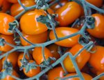 piantine-pomodoro-datterino-arancione-hybrid-non-semi-nostri-10-pezzi