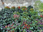 peperoncino-piccante-fuoco-della-prateria-pianta-in-vaso-cm14