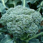 cavolo-broccolo-ramoso-calabrese-10-piante