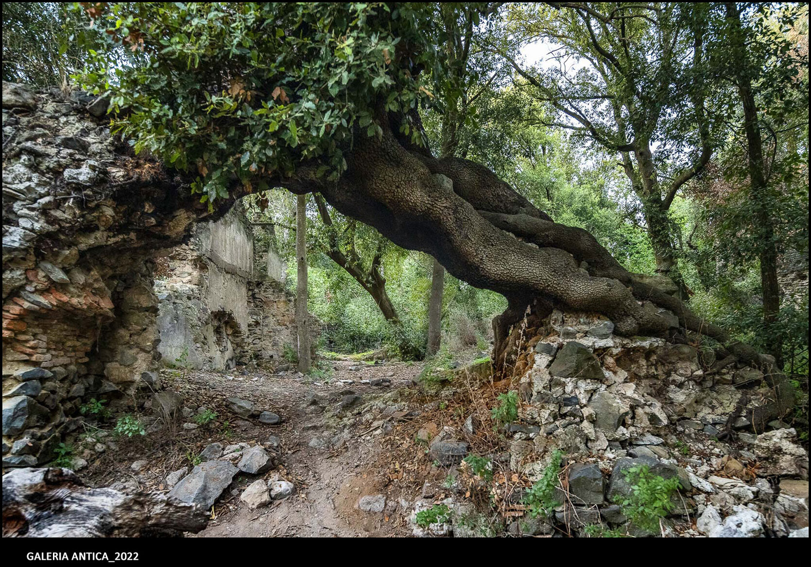 29_galeria antica_2022.jpeg 29_galeria antica_2022.jpeg