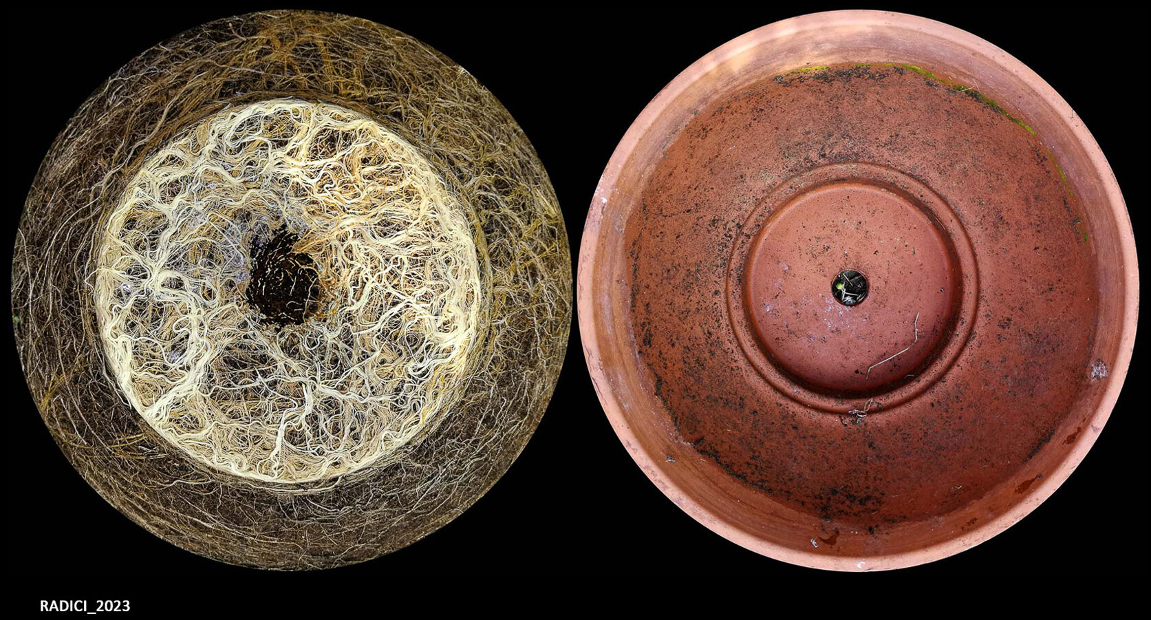 02_radici_2023.jpeg 02_radici_2023.jpeg