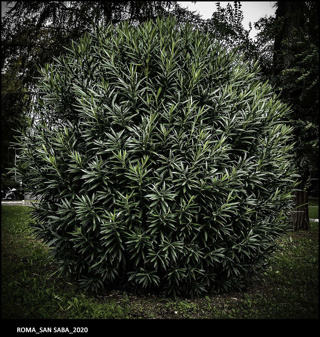 23_roma_san saba_2020_01.jpeg 23_roma_san saba_2020_01.jpeg