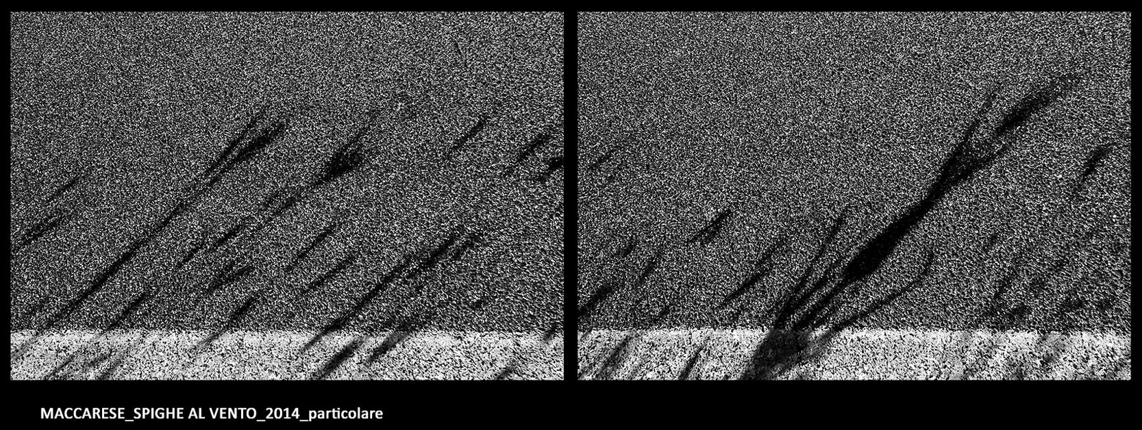 maccarese_spighe al vento_2014_02.jpeg