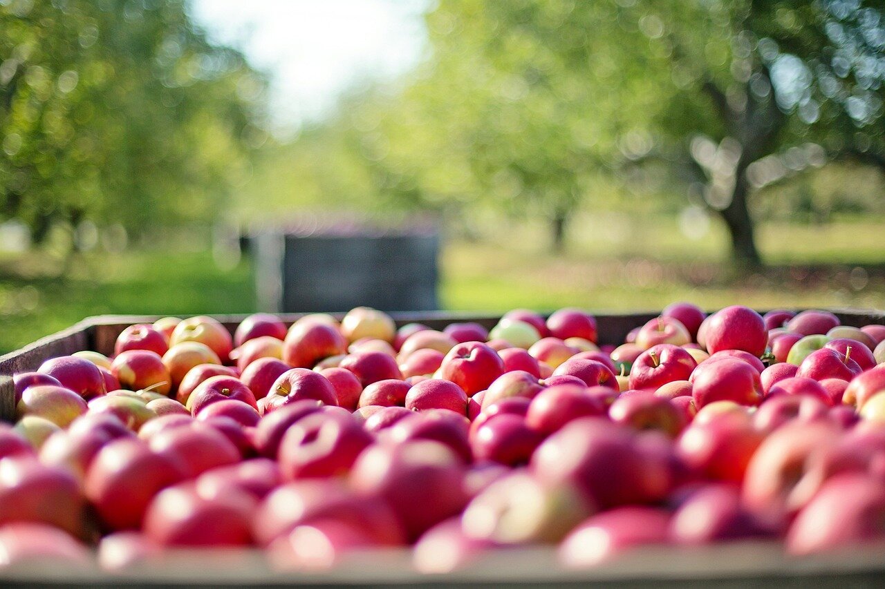 Bandi Agricoltura Campania: scadenze e opportunit&agrave; da non perdere