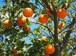 marmellata-di-arance-amare-220-gr