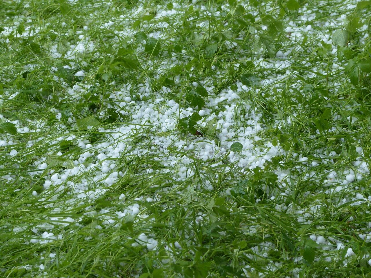 I cambiamenti climatici minacciano l'agricoltura molisana