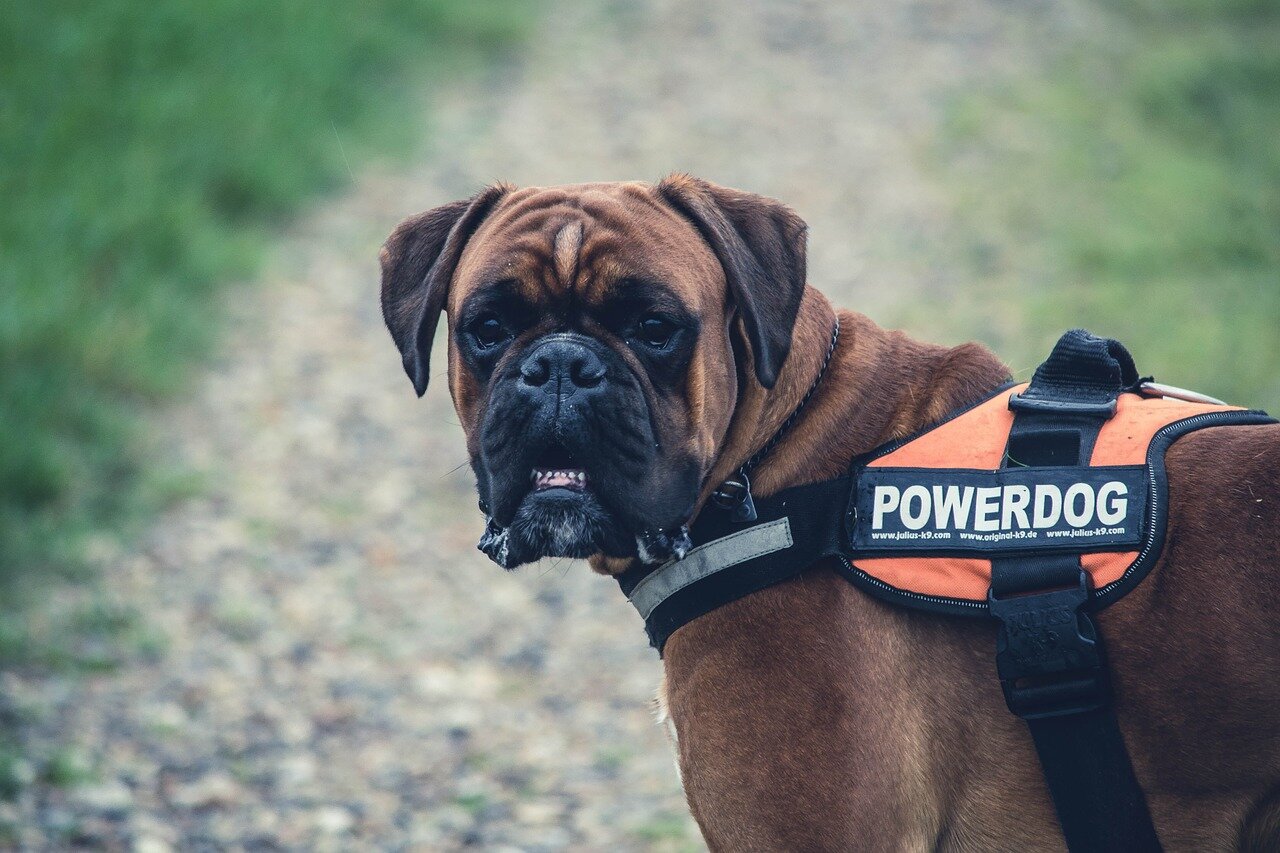 🐾 Campobasso, tolleranza zero contro l'incivilt&agrave;: pugno di ferro sulle deiezioni canine