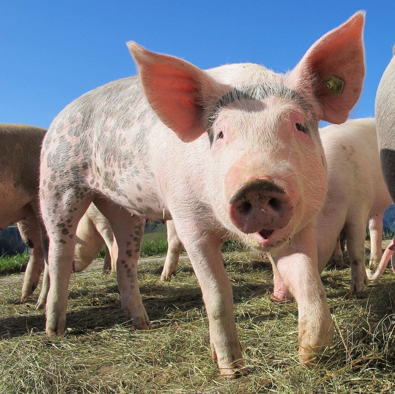 Animali come premio: la LNDC chiede una legge regionale per vietare la pratica
