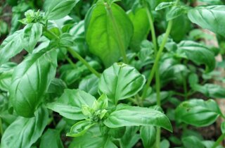 img_7789.jpeg img_7789.jpeg