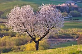 Studio di Naturopatia a Torino Naturoparya