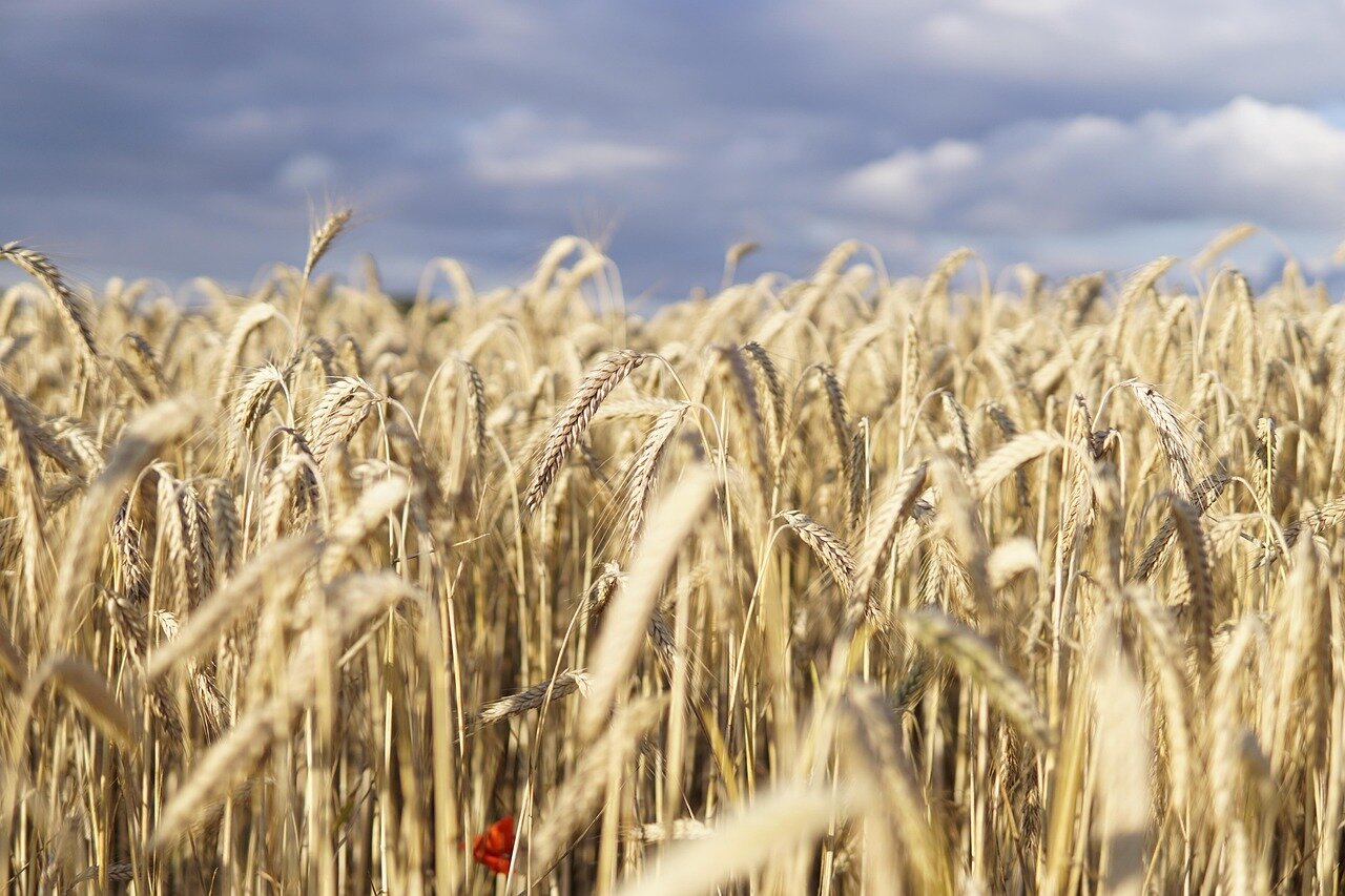 Il 'popolo del grano' molisano in piazza a Bari contro le importazioni dall'estero
