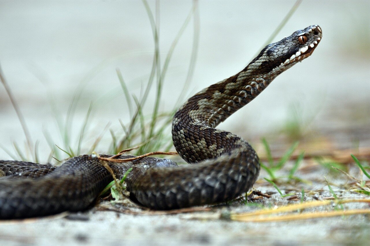 🐍 Paura nei campi a Montecilfone: agricoltore morso da una vipera corre in farmacia. &Egrave; in Rianimazione