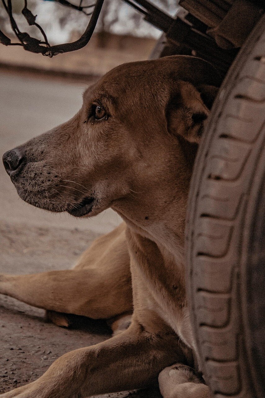 Tutela Animale, Legge Riformata: Pi&ugrave; Dure Pene e Carcere per Chi Maltratta e Abbandona
