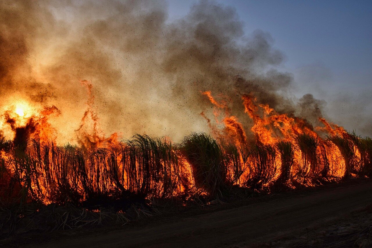 Incendi in Molise: 47 ettari in fumo, Legambiente sottolinea rischio siccit&agrave;