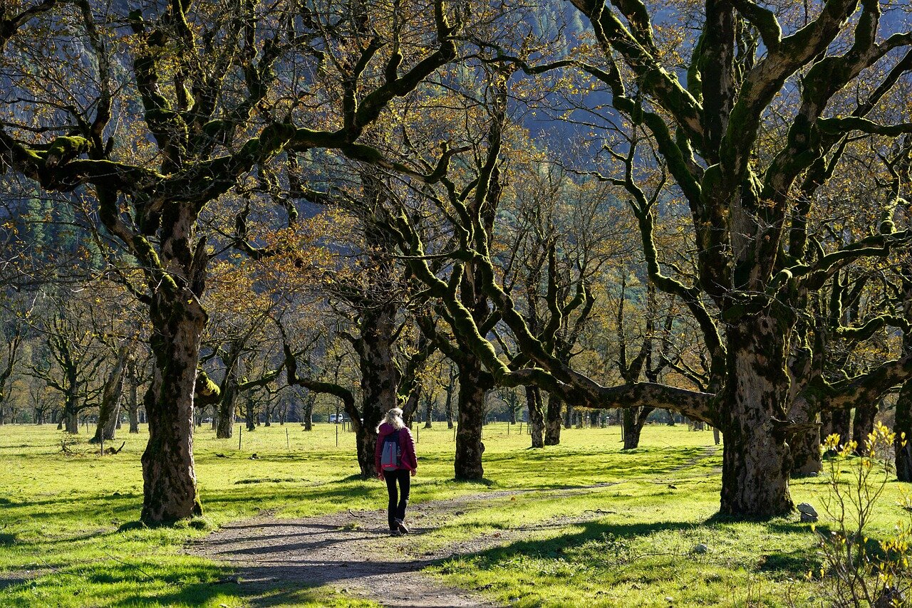 🌳 Campobasso tra le regine del verde: &egrave; ufficialmente 'Tree City of the World 2025'