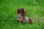 jack-russel-pendant