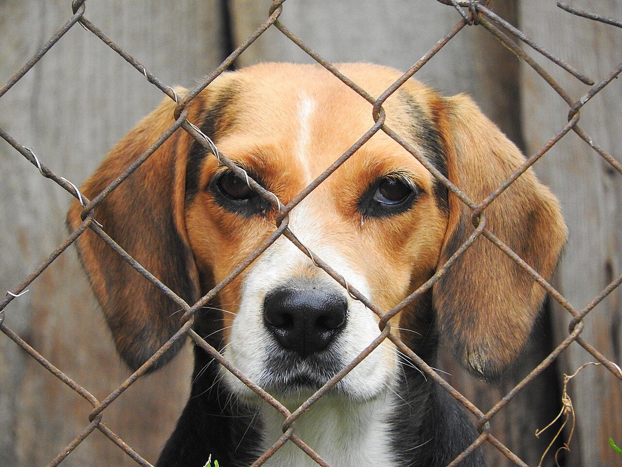 🐾 Focolaio leishmaniosi nel canile di Larino: l’ASReM blinda la struttura 🐾 Focolaio leishmaniosi nel canile di Larino: l’ASReM blinda la struttura